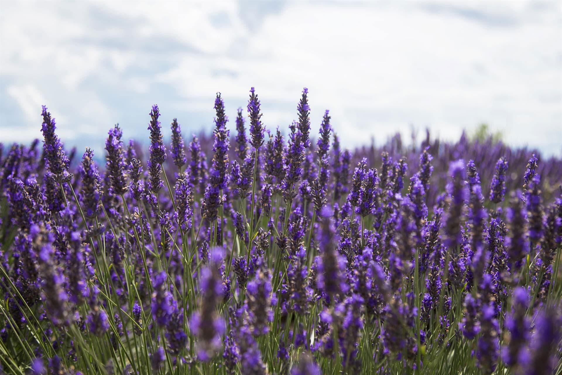 ¡Consigue un cabello con luz y sin efecto raíz!
