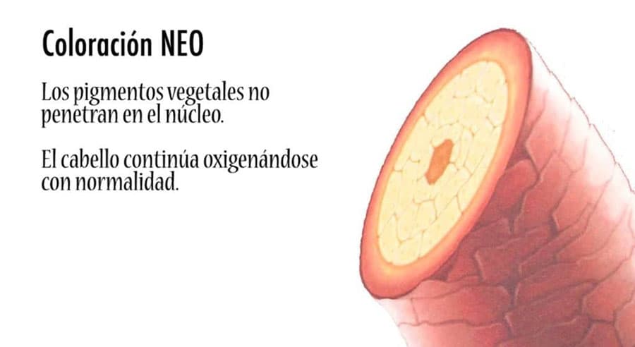 Óleos: la fusión perfecta entre color y cuidado